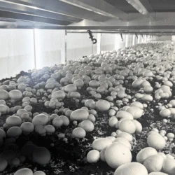 ONLINE Button Mushroom Growing Course
