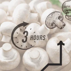 Mushroom business BASICS