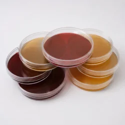 Petri dish