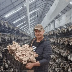 Exotic Mushrooms: Business & Growing Technology