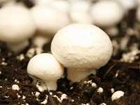 Производители гриба ожидают повышения цен на свою продукцию